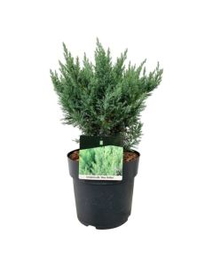 Juniperus pf. 'Blue Chiffon'