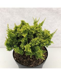 Chamaecyparis o. 'Yel. Teddy Bear'