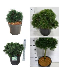 Pinus mugo 'Green Pearl'