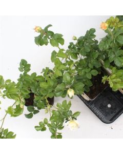 Rosa (F) Jolandia