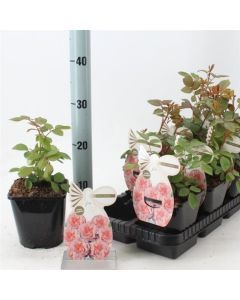 Rosa (F) Carmina