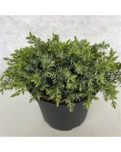 Juniperus communis 'Silver Carpet'