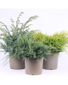 Juniperus mix