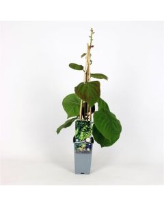 Actinidia deliciosa 'Minki Male'®