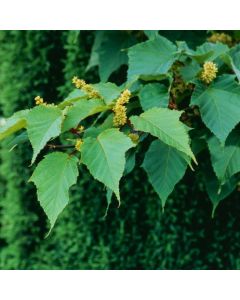 Acer capillipes