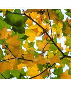 Acer cappadocicum 'Rubrum'