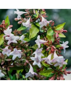 Abelia grandiflora 'Francis Mason'