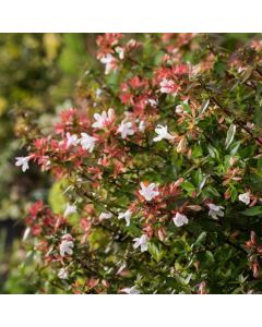 Abelia grandiflora 'Prostrata'