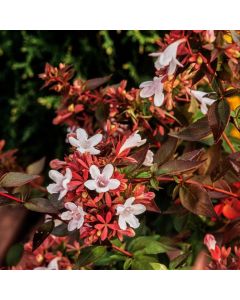 Abelia grandiflora 'Sherwood'