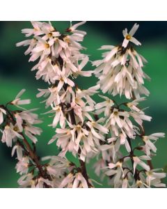 Abeliophyllum distichum