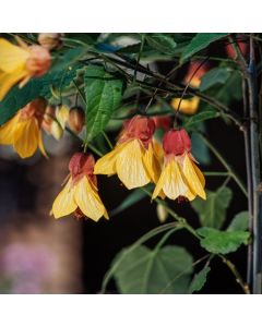 Abutilon megapotamicum