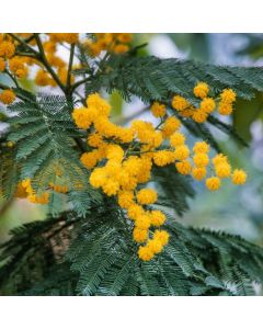 Acacia dealbata