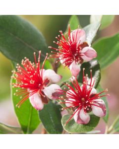 Acca sellowiana