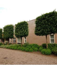 Acer campestre 'Elsrijk'