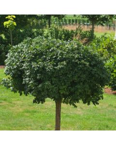 Acer campestre 'Nanum'