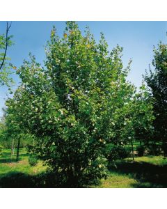Acer campestre 'Red Shine'