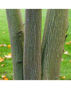 Acer davidii