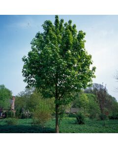 Acer freemanii Autumn Blaze
