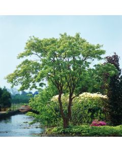 Acer griseum