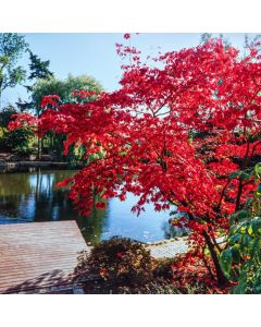 Acer japonicum 'Aconitifolium'