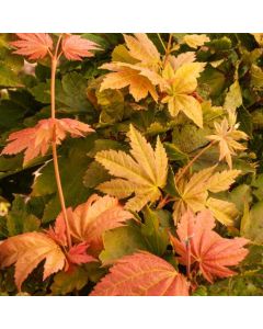 Acer japonicum 'Meigetsu'