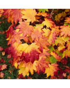 Acer japonicum 'Vitifolium'