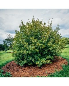 Acer monspessulanum