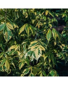 Acer negundo 'Aureomarginatum'