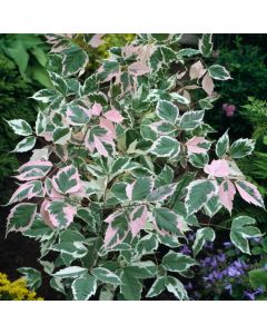 Acer negundo 'Flamingo'