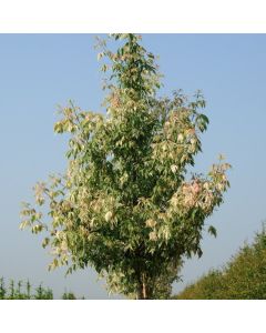 Acer negundo 'Variegatum'