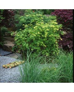 Acer palmatum