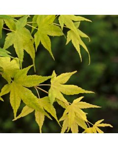 Acer palmatum 'Aoyagi'
