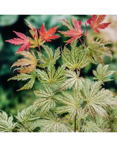 Acer palmatum 'Ariadne'