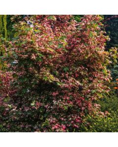 Acer palmatum 'Asahi-zuru'
