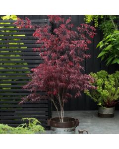Acer palmatum 'Atrolineare'