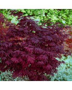 Acer palmatum 'Atropurpureum'