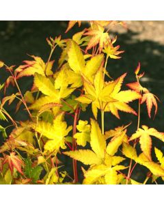 Acer palmatum 'Aureum'