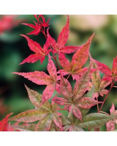 Acer palmatum 'Beni-maiko'