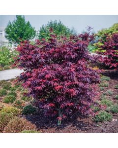 Acer palmatum 'Bloodgood'