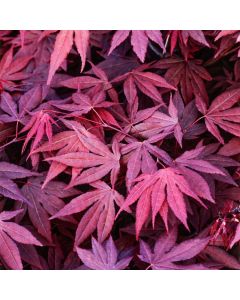 Acer palmatum 'Burgundy Lace'