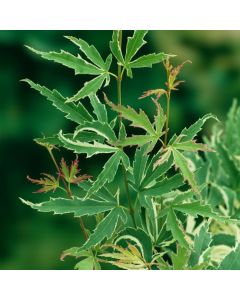 Acer palmatum 'Butterfly'