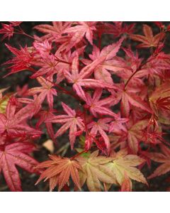 Acer palmatum 'Chishio Improved'