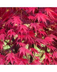 Acer palmatum 'Chitoseyama'
