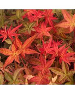Acer palmatum 'Corallinum'