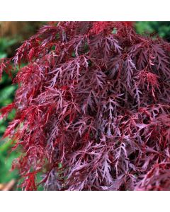 Acer palmatum 'Crimson Queen'