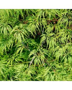 Acer palmatum 'Dissectum'