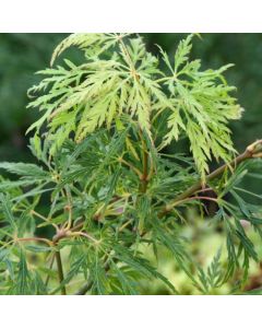 Acer palmatum 'Dissectum Flavescens'
