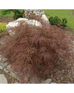 Acer palmatum 'Dissectum Rubrifolium'