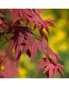 Acer palmatum 'Fireglow'