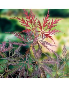 Acer palmatum 'Garnet'